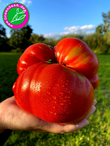 Ukrainischer gigant 10 - , 🍅