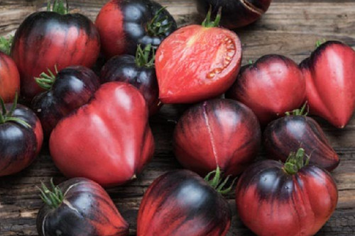 Samen tomate sgt - tomate,