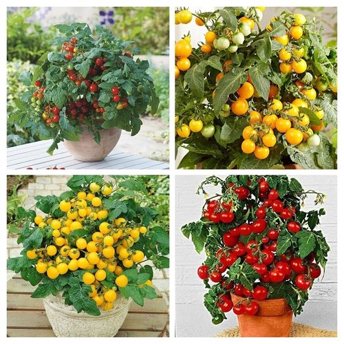 Bunte zwerge tomate paket - paket,