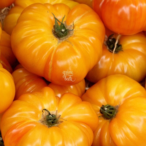 Tomate summer cider samen - cider, 10