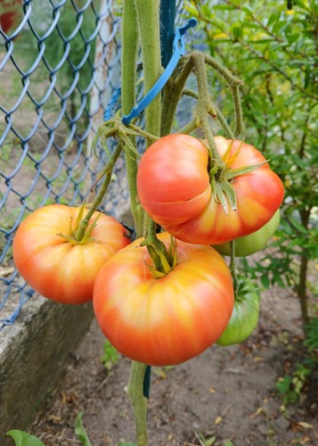 Tomatensamen fleischtomaten - tomatensamen,