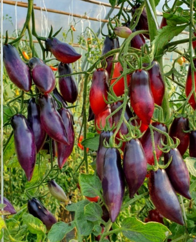 Wow samen tomate - samen,