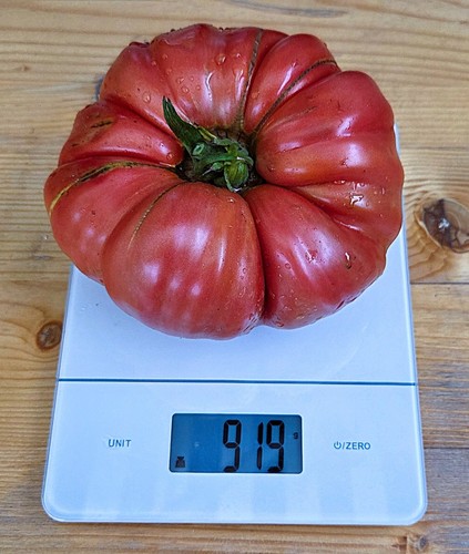 Tomatensamen puszta kolosz - tomatensamen, –