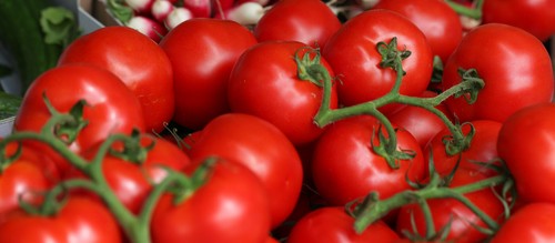 Samen tomate moneymaker - 50,