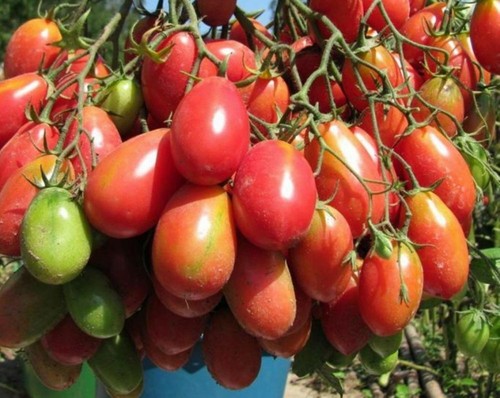 Chio san - san, tomate