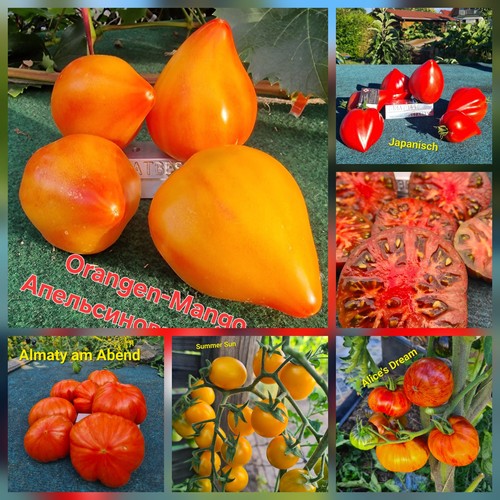 Tomaten set sorten saatgut - set,