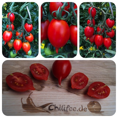 Venusbrüstchen kuriose tomate - kuriose,
