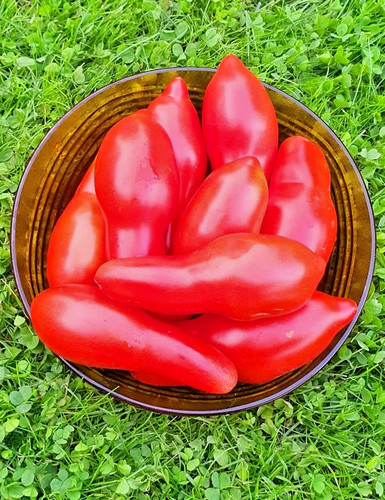 Tomatensamen - , (7+