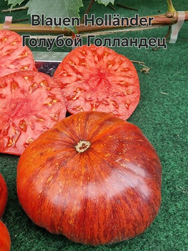 Tomatensamen blauen holländer - tomatensamen,