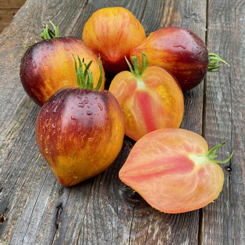 Tomate sofias sweet caramel - tomate,