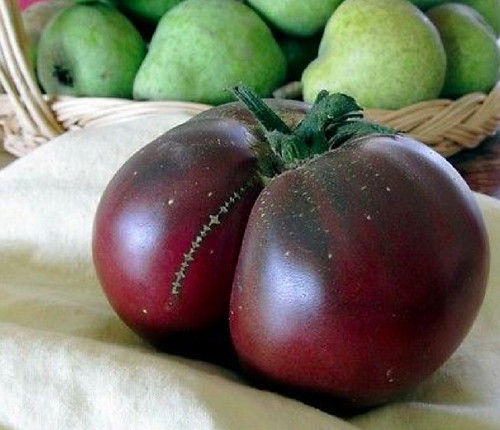Tomate brandywine - tomate, „brandywine