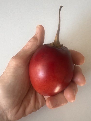Samen tamarillo - 20,