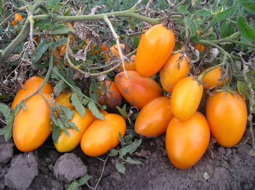 Samen tomate - samen,