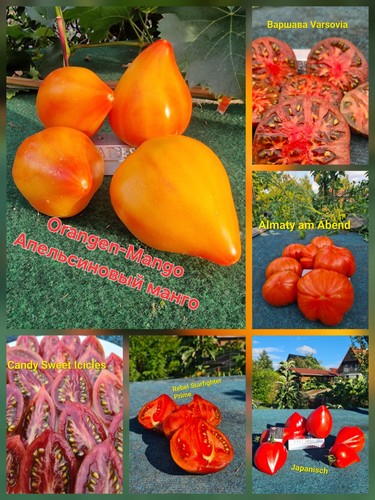 Tomaten set sorten saatgut - set,