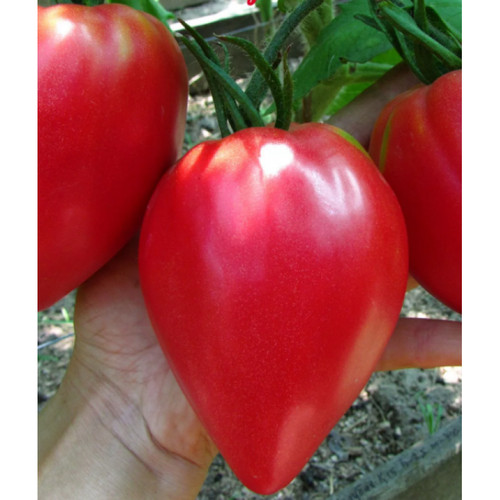 Samen tomate - samen,