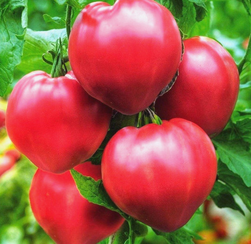 Tomatensamen samen - (7+,