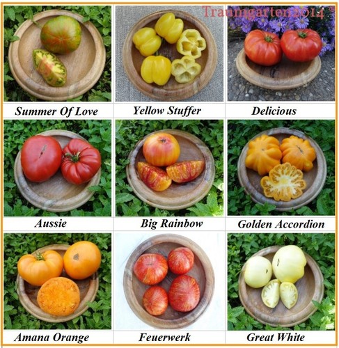 Fleischtomate set sorten aus - fleischtomate,