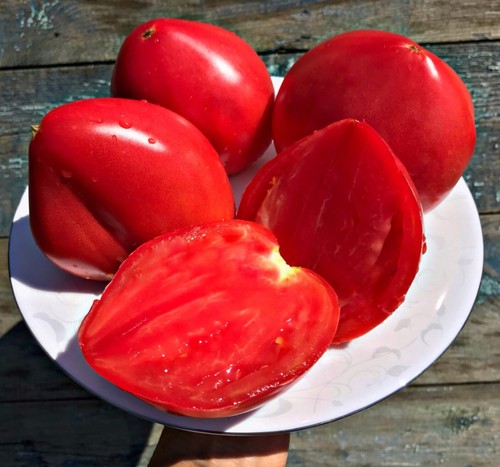 Samen tomate japonka - 10, “japonka“