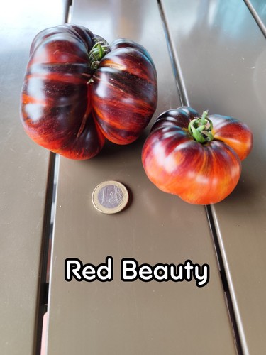 Tomatensamen red beauty - |,