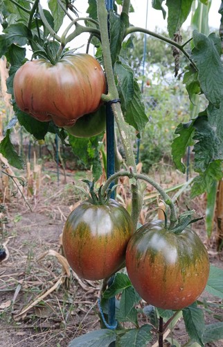 Tomatensamen fleischtomaten - tomatensamen,
