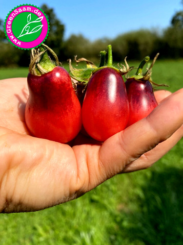 Tomatensamen märchenfee - tomatensamen,