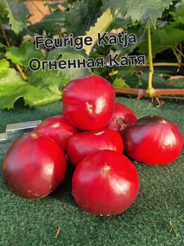 Tomatensamen feurige katja - feurige,