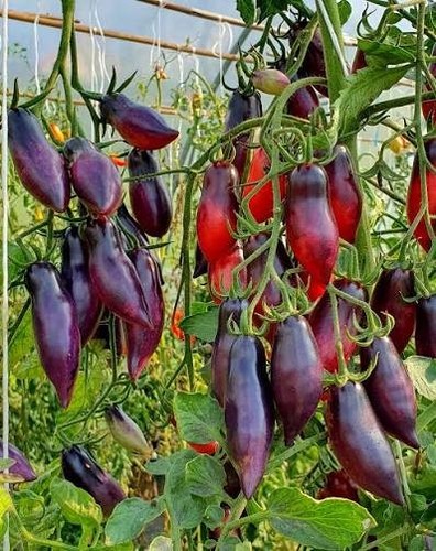 Tomatensamen russische - tomatensamen, (8+);