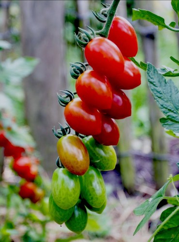 Tomatensamen