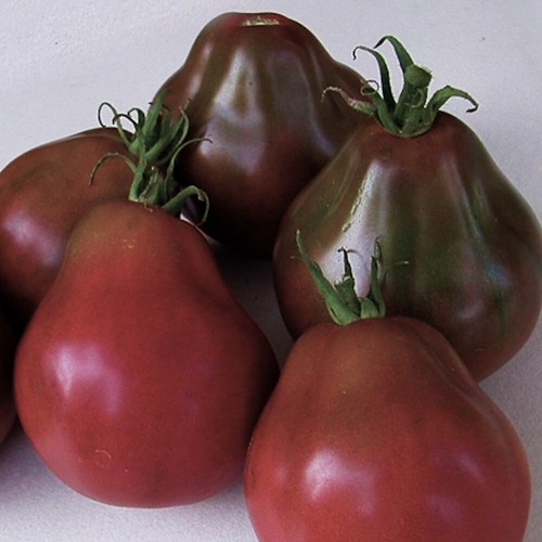 Tomate black truffle samen - 10,