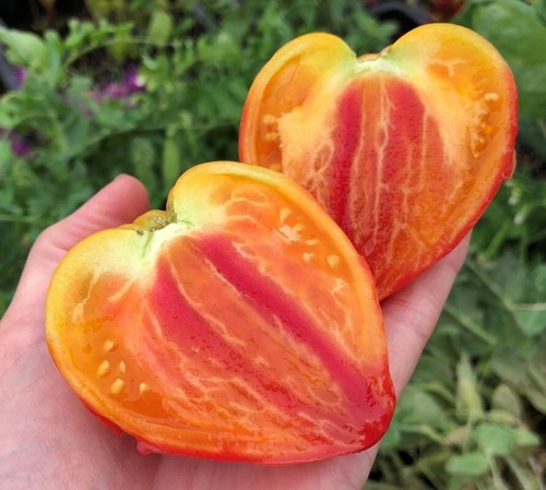 Tomate orange russian 117 - orange,