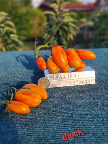 Tomatensamen blush блаш - tomatensamen,
