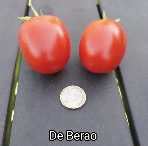 Tomatensamen berao 15 - de,