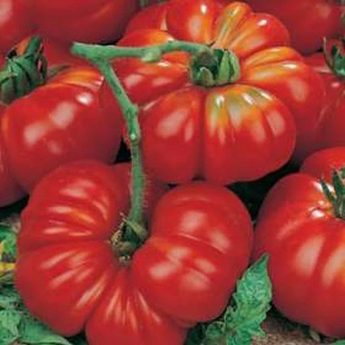 Tomate marmande supercode 240 - marmande,