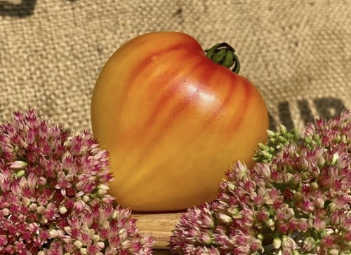 Orange russian 117 - orange,