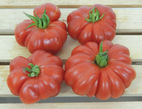 Tomate costoluto fiorentino - tomate,