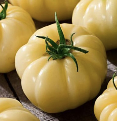 Fleischtomate white - fleischtomate, 'white