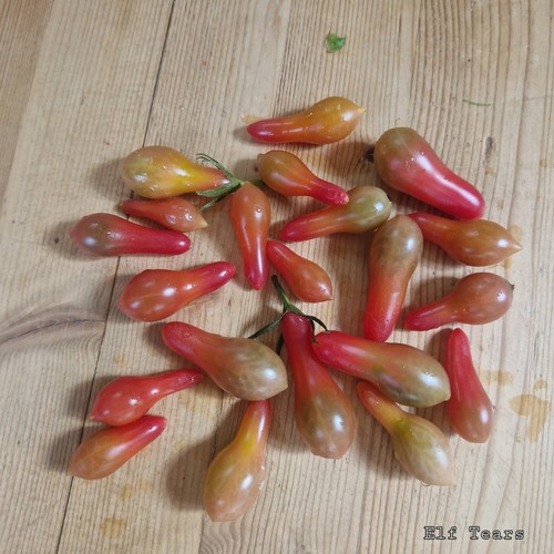 Tomate elf tears samen - elf, 10