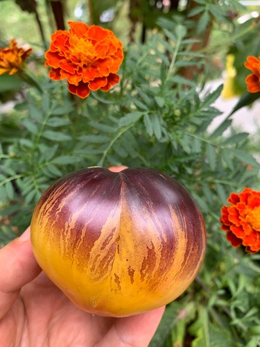 Sale tomatensamen - *sale*, 🍅
