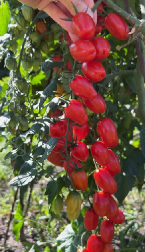 Samen tomate - 10,