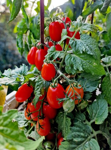 Tomatensamen kleine