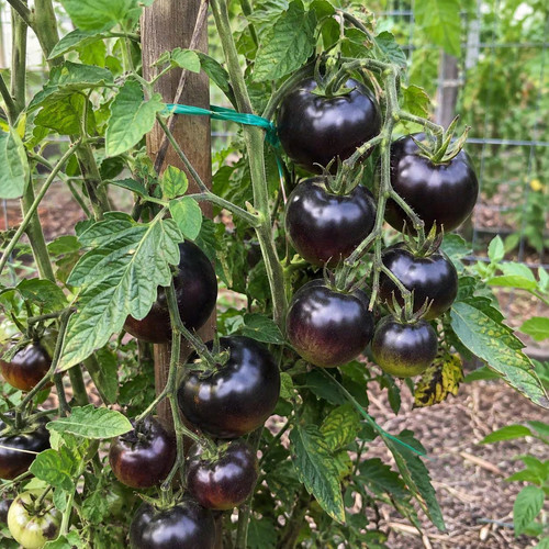 Schwarze tomate black - schwarze,