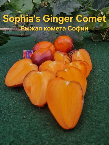 Tomatensamen sophia ginger - sophia's,