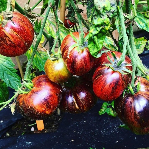 Dark galaxy tomate seltene - tomate,