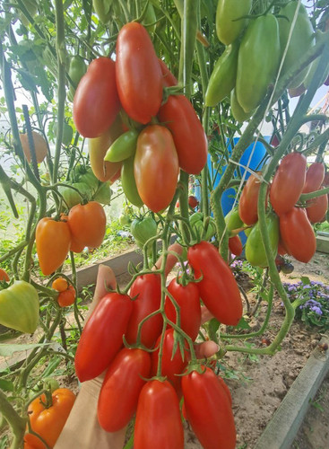 Wow st tomaten samen - tomaten,