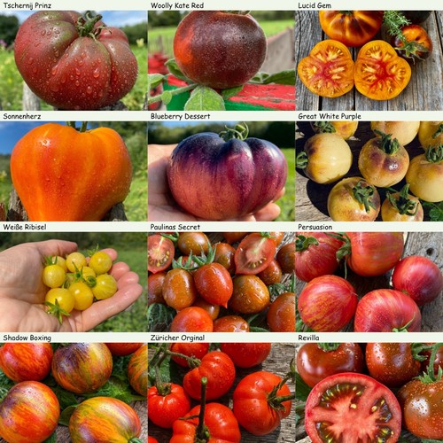 Tomaten set raritäten - tomaten,
