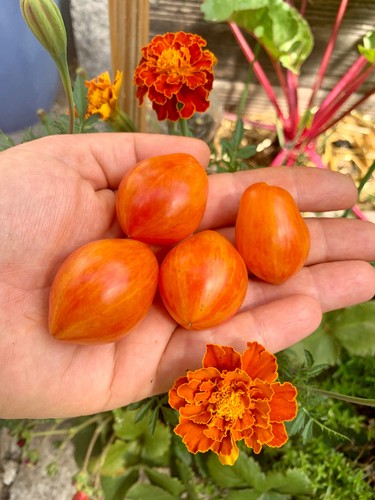Tomatensamen tomate - 🍅,