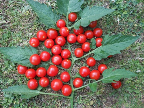 Mexikanische honigtomate - mexikanische, 10