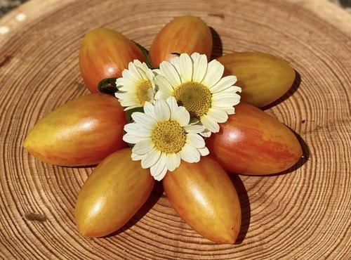 Blush ovale cocktailtomate - -,