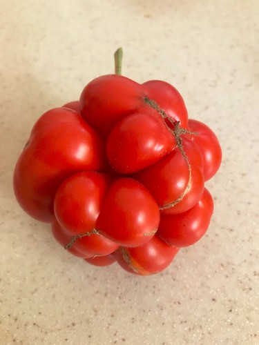 Reisetomate samen - *,