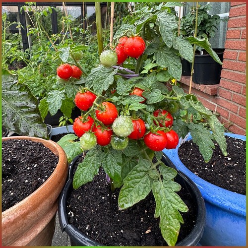 Tomate tiny tim - tomate, samen